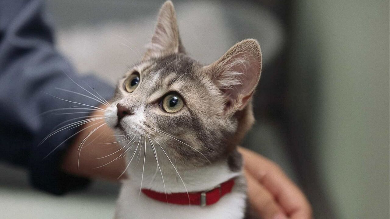 Cat In blender A viral Intent Video Sensation