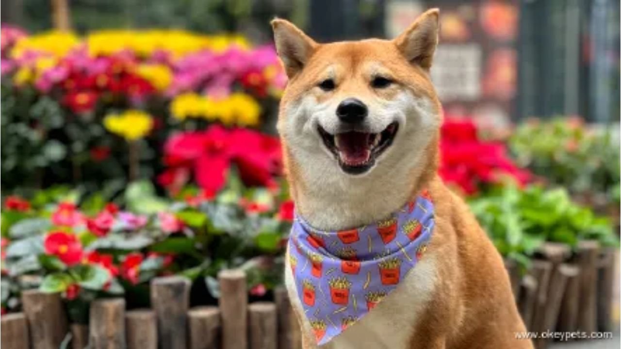 Unveiling the Craze: Why Are Custom Dog Bandanas So Popular?
