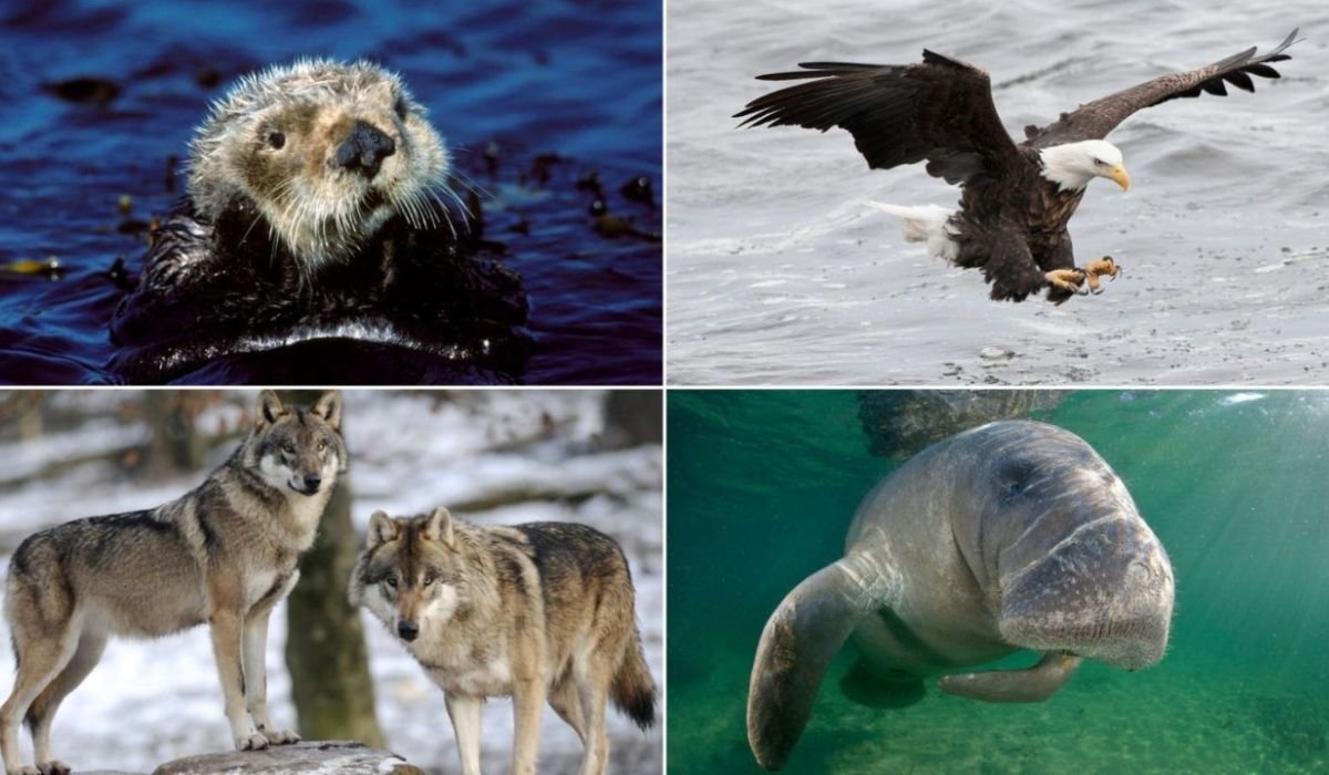 The role of environmental lawyers in protecting endangered species