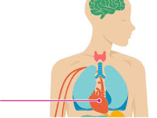 How Does Caffeine Really Affect Our Bodies?