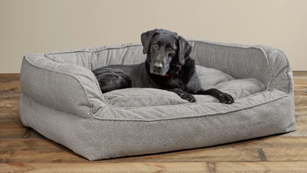 Best Dog Beds for Small Breeds: Cozy and Compact Options