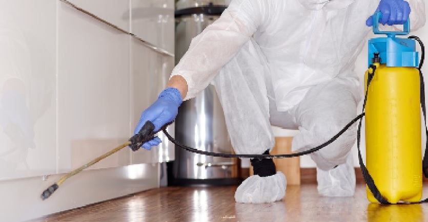 Pest Control for Coquitlam's Restaurants: Maintaining a Safe and Clean Environment