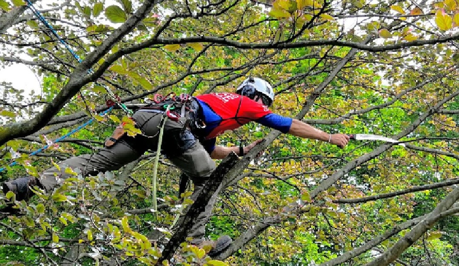 Signs That Your Trees Need Trimming: A Homeowner’s Guide