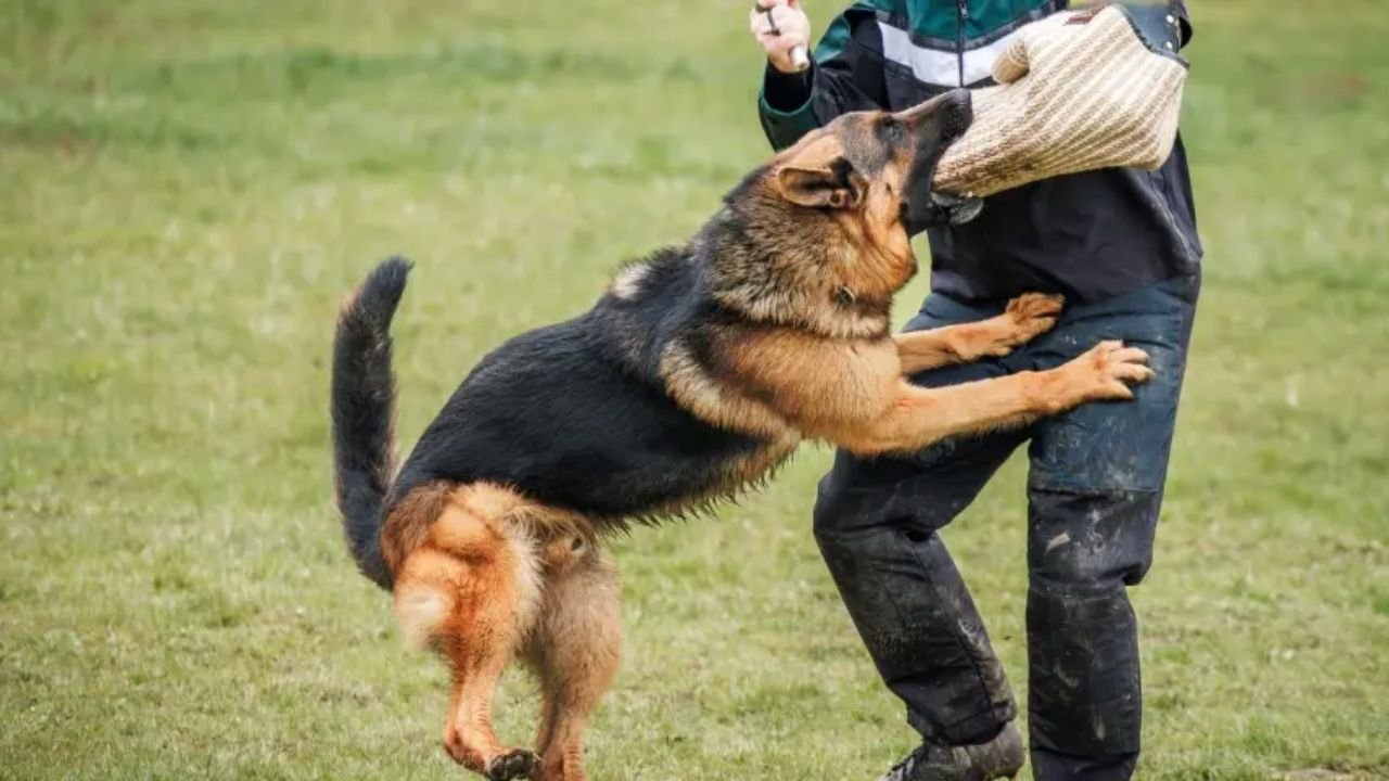 Reliable Dog Bite Lawyer in Los Angeles: Protecting Your Rights