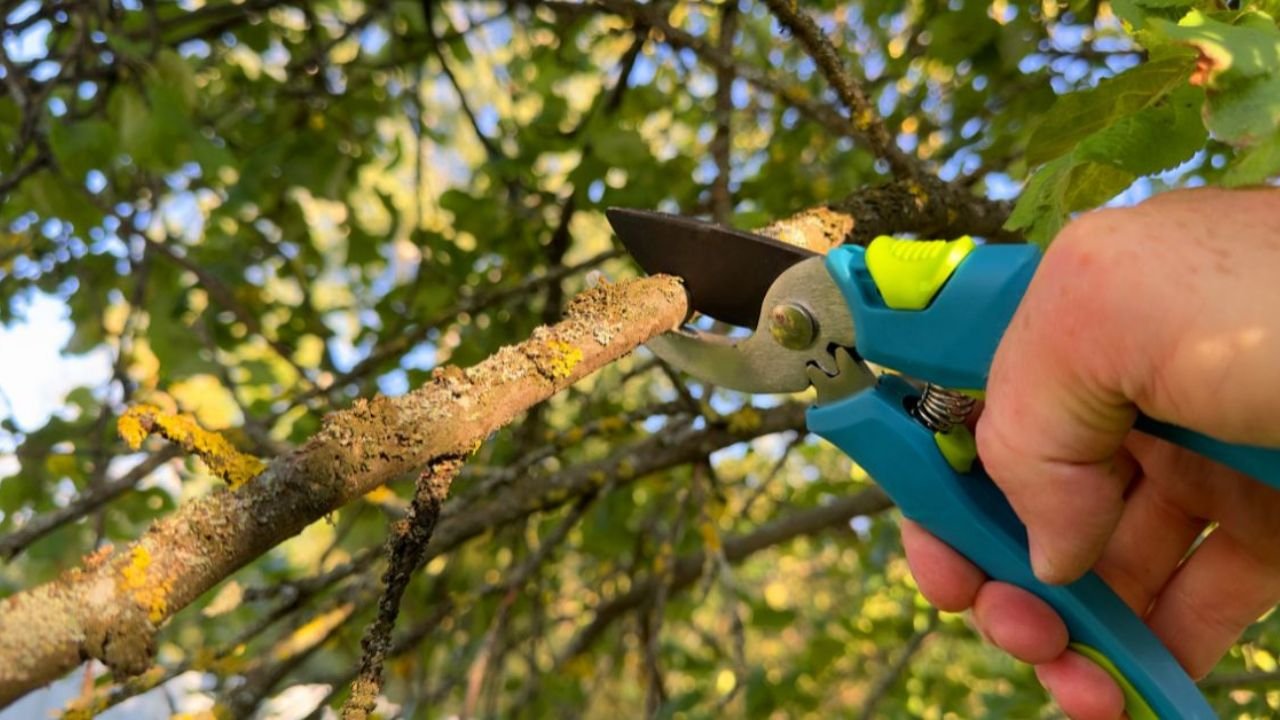 Signs That Your Trees Need Trimming: A Homeowner’s Guide