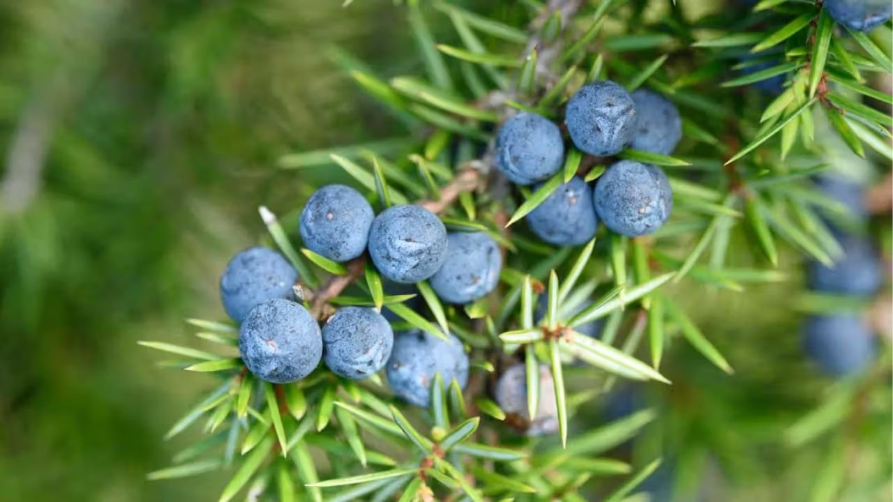 Unlock the Power of Juniper for Effective Weight Loss and Health