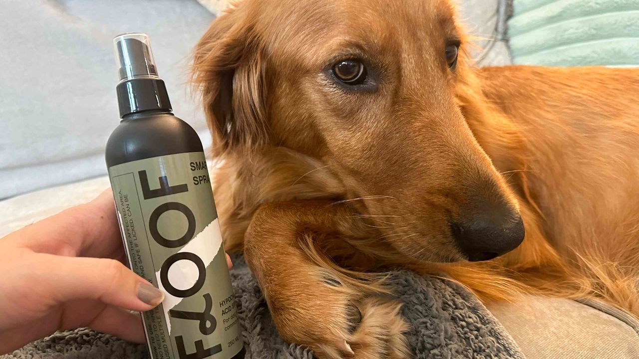 Enhance Your Pet’s Well-being with Trusted Products from Paw Comfort