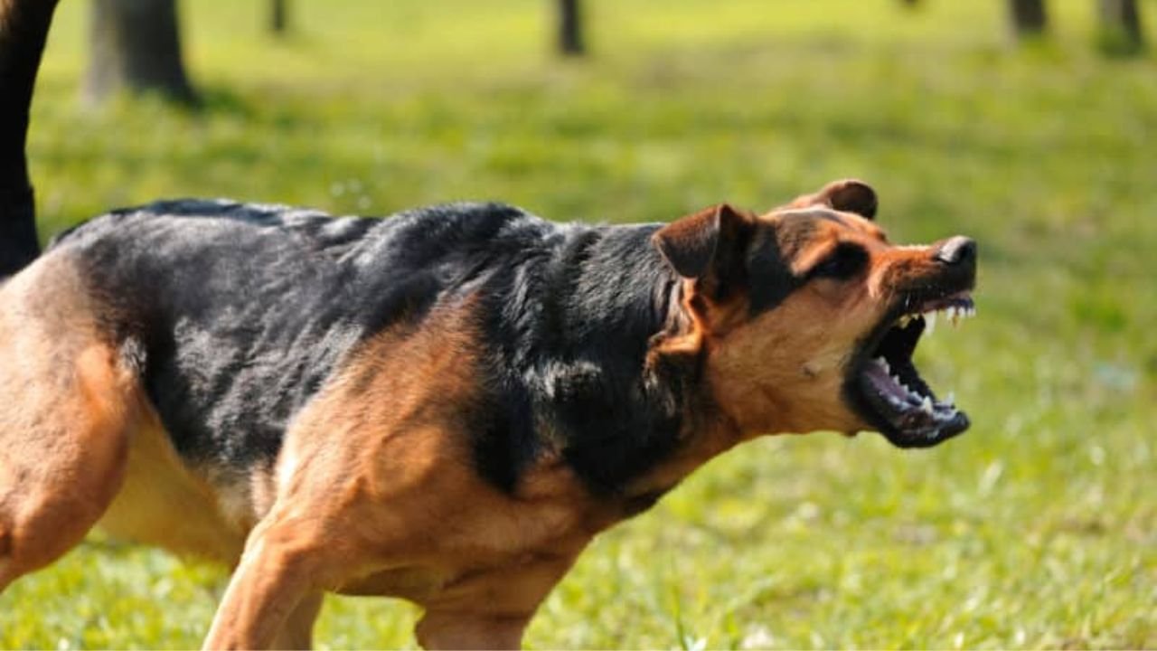 Protect Your Legal Rights with a Dedicated Utah Dog Bite Lawyer
