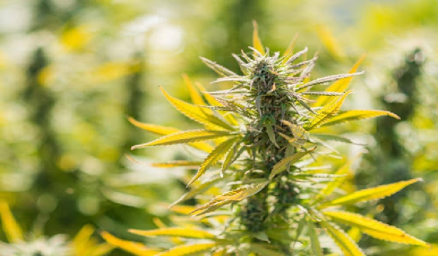 Hemp Flower: A Beginner’s Guide to Benefits and Uses