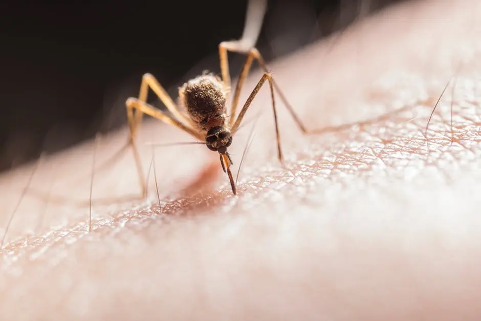 Professional Mosquito Treatment