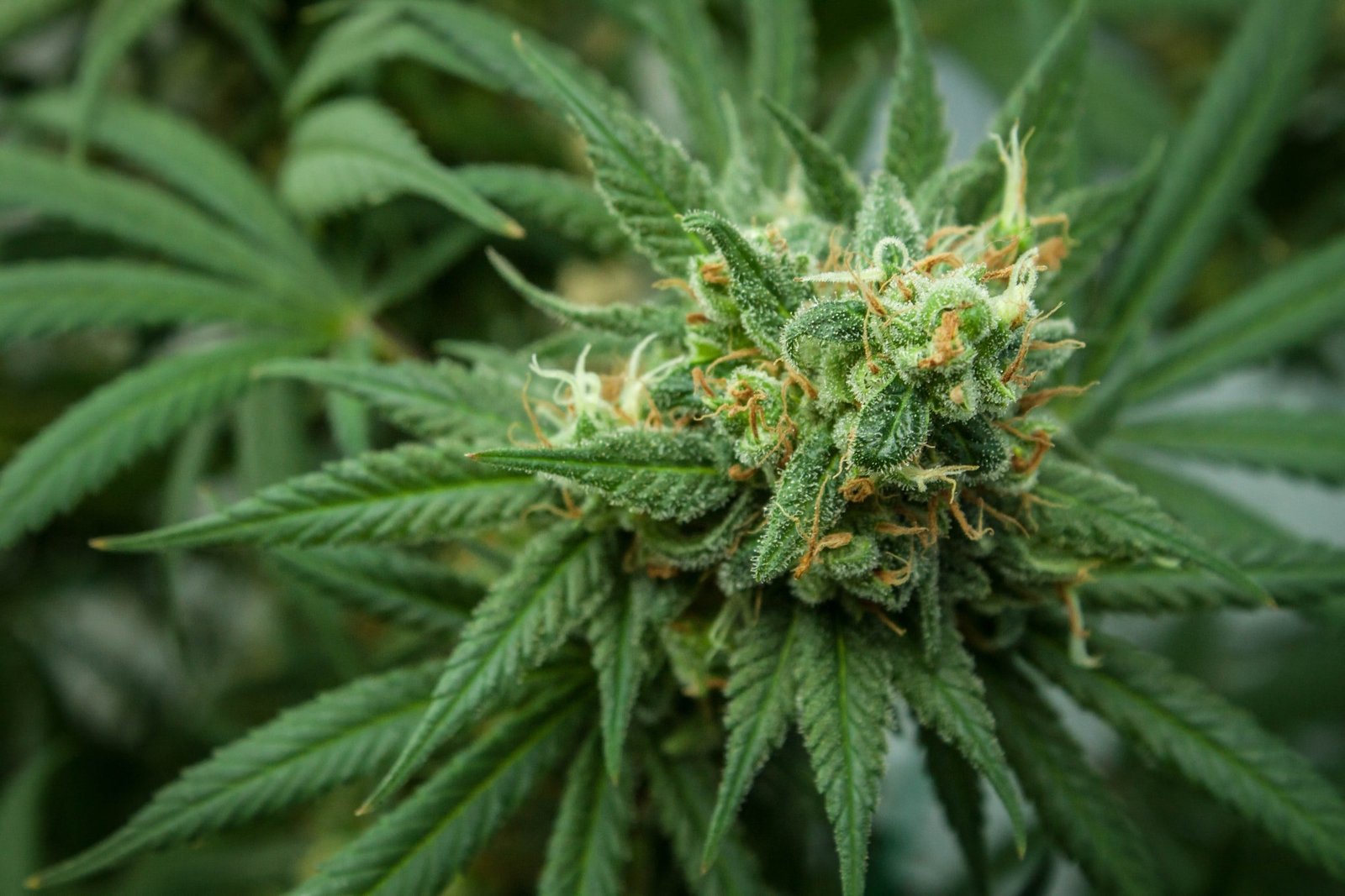 Hemp Flower: A Beginner’s Guide to Benefits and Uses