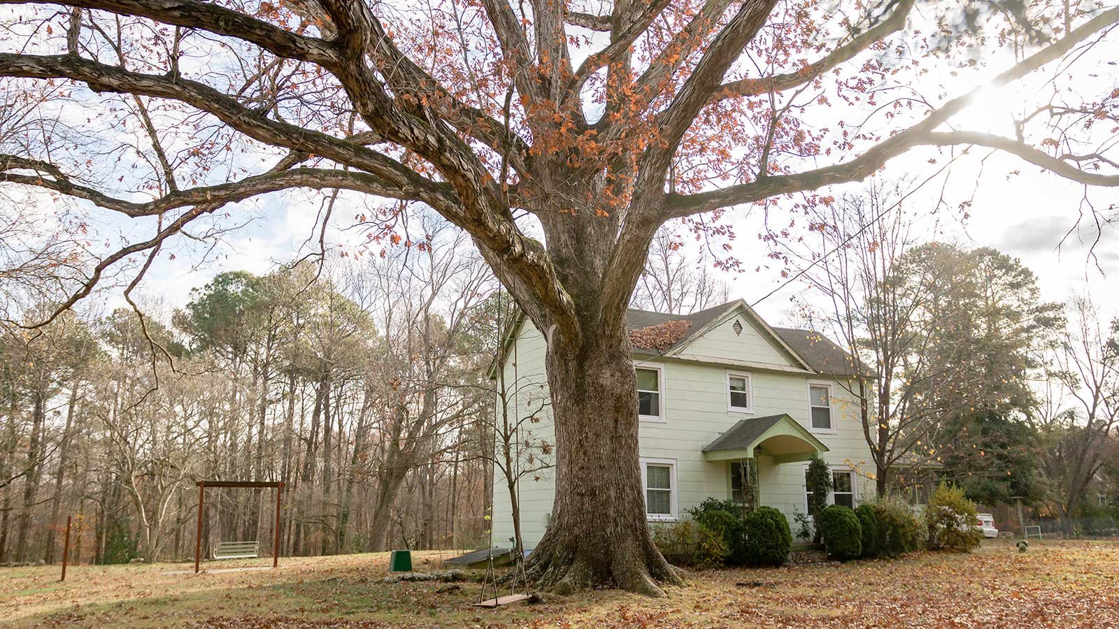 Debunking Misconceptions: What You Need to Know About Tree Care and Removal