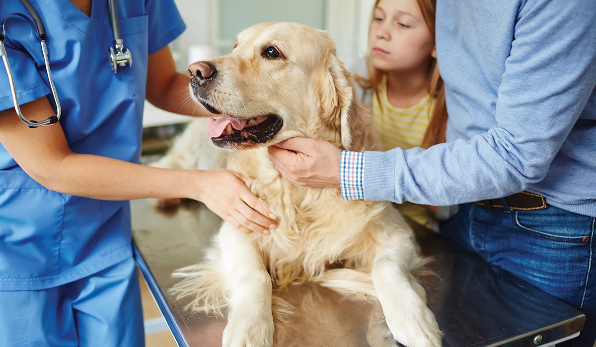 How to Select from an Animal Pharmacy the Correct Medication for Your Pet? 