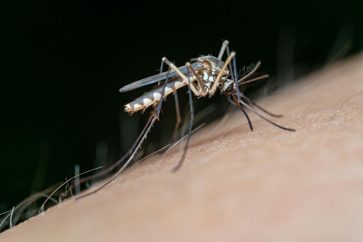 4 Clear Signs It’s Time to Get Professional Mosquito Treatment