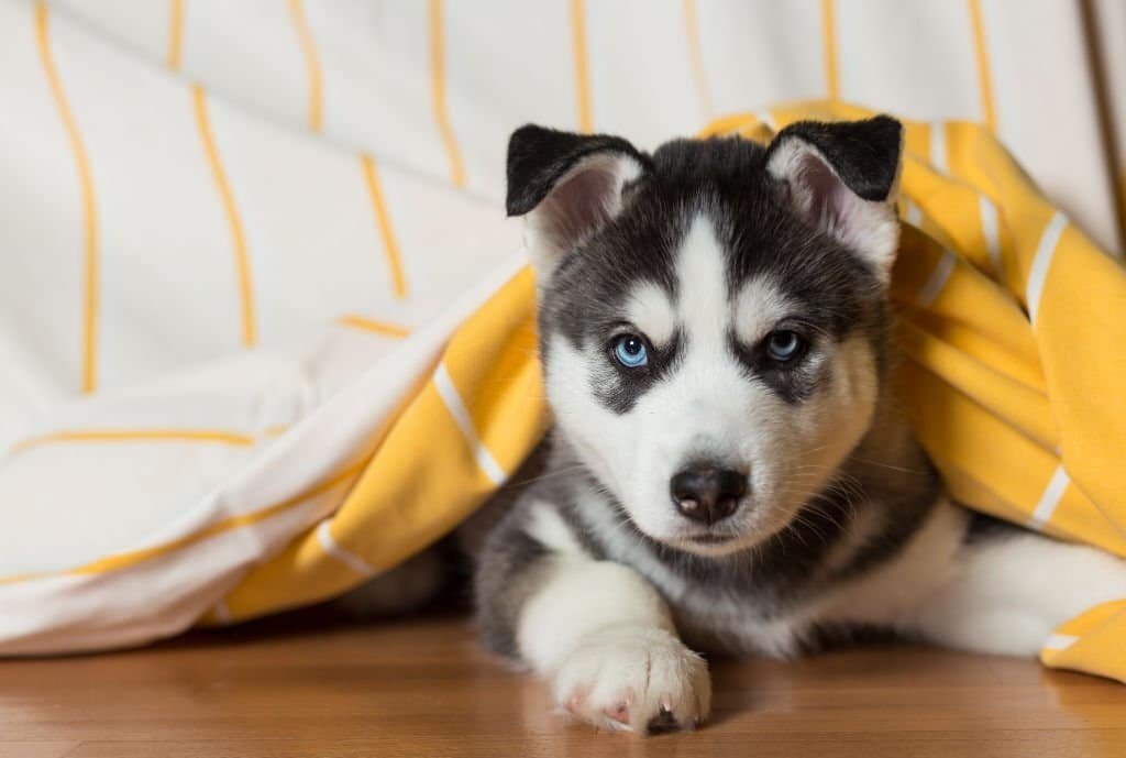Find the Perfect Puppy for Your Home: Puppies for Sale in Kolkata & Puppy Dog Price Guide