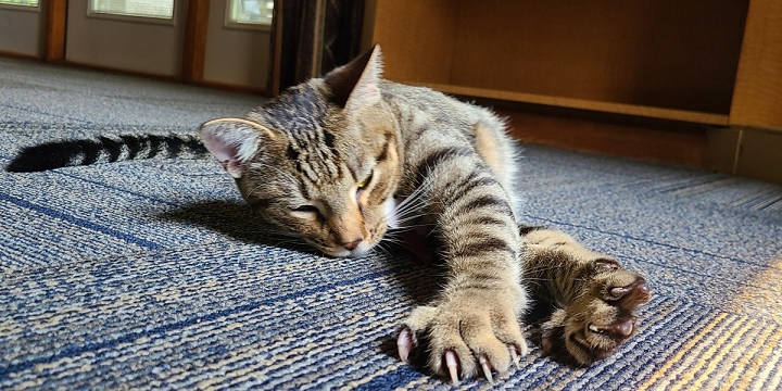 How to Choose the Right Cat Scratching Post Online: A Practical Guide for Aussie Pet Parents