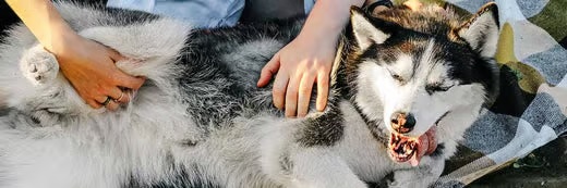Why Natural Tinctures Are Beneficial for Dog Gut and Stomach Health