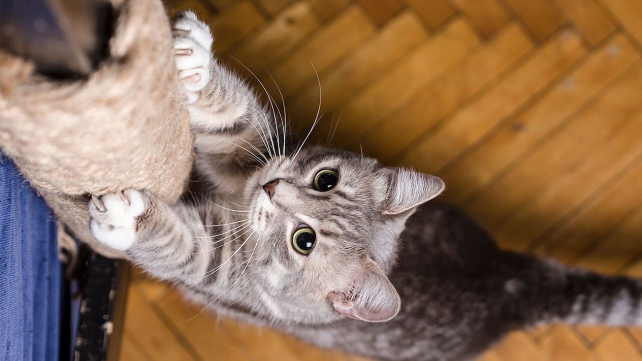 How to Choose the Right Cat Scratching Post Online: A Practical Guide for Aussie Pet Parents