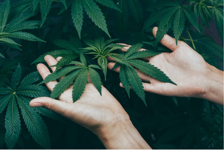 Benefits of THC Gummies in Herbal Medicine
