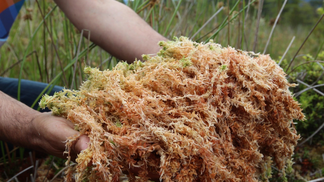 Sea Moss Benefits