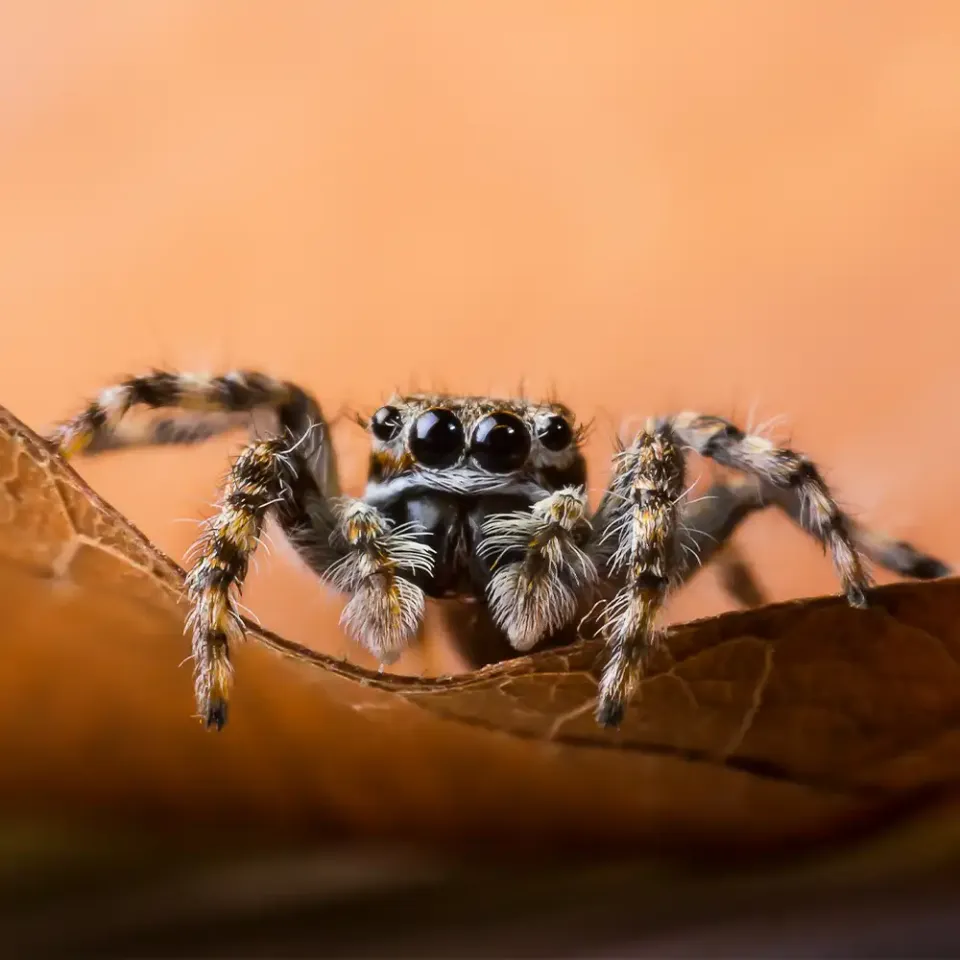 How Professional Spider Exterminators Ensure Home Health in Huntington Beach