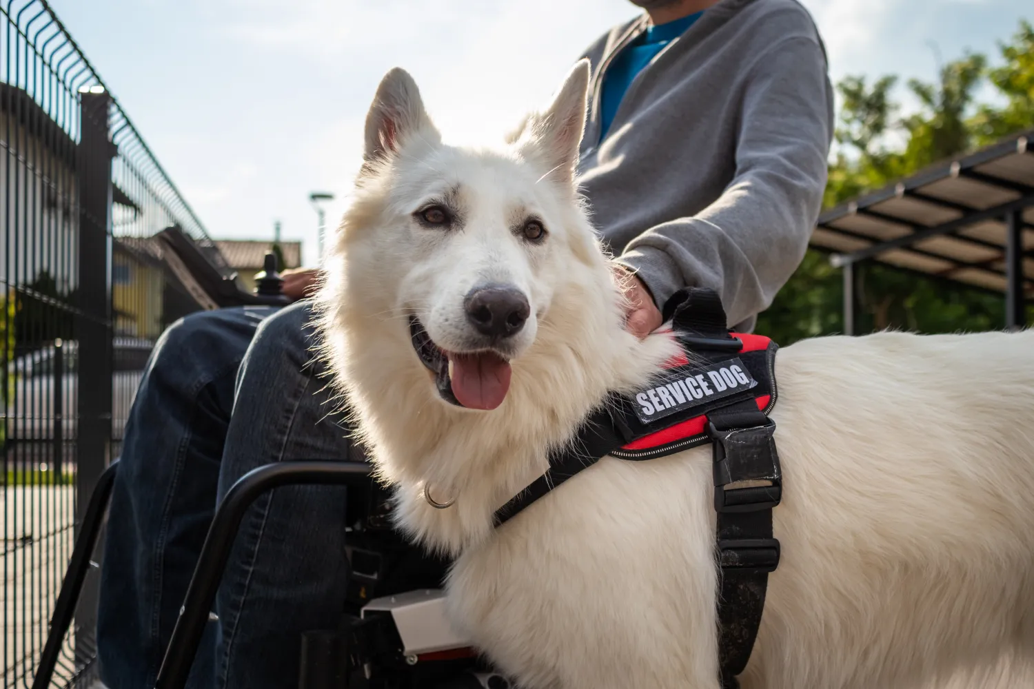 Service Dog Types You Should Know About